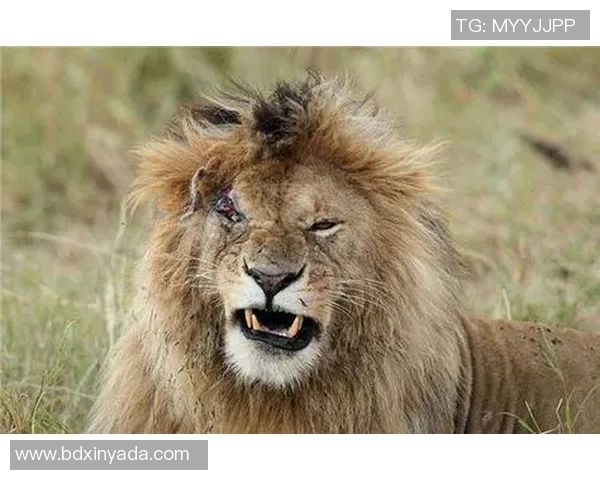 悉尼狮吼与布里班狮吼的精彩对决谁将赢得这场激烈的较量 悉尼狮吼与布里班狮吼的精彩对决谁将赢得这场激烈的较量