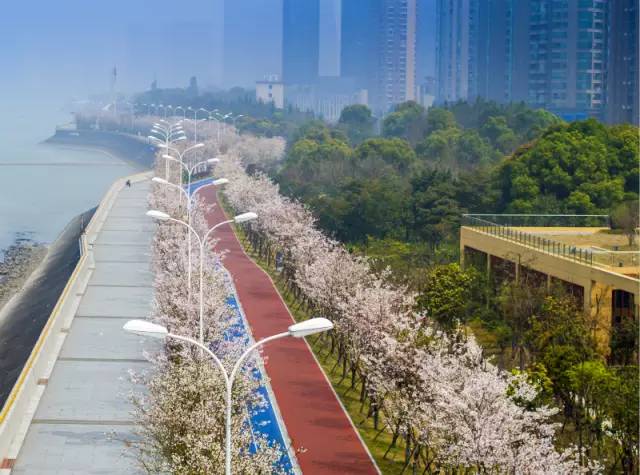 杭州：最美塑胶跑道有2000株樱花相伴美翻了！(图2)