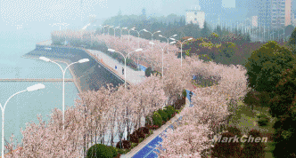 杭州：最美塑胶跑道有2000株樱花相伴美翻了！(图1)