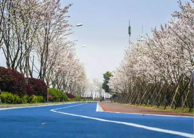 杭州：最美塑胶跑道有2000株樱花相伴美翻了！(图3)