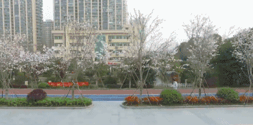 杭州：最美塑胶跑道有2000株樱花相伴美翻了！(图4)