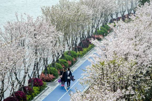 杭州：最美塑胶跑道有2000株樱花相伴美翻了！(图5)